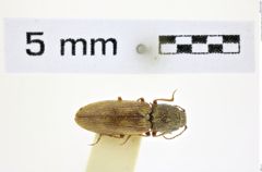 Foto (Dorsalansicht) von Pristilophus vagepictus (Lewis, 1894) (NHMW-ZOO-COL-0008371)
